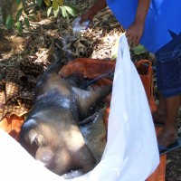 Bangkai Babi Ditaburi Kapur Barus dan Dikafani